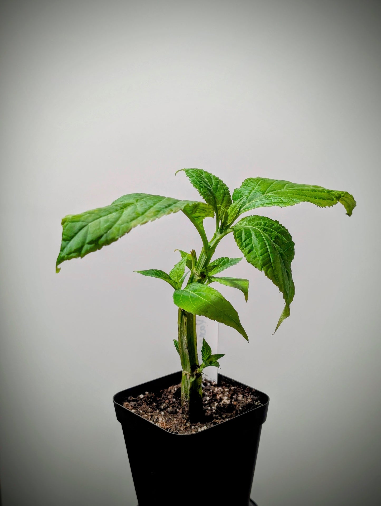 Salvia Divinorum Live Plant