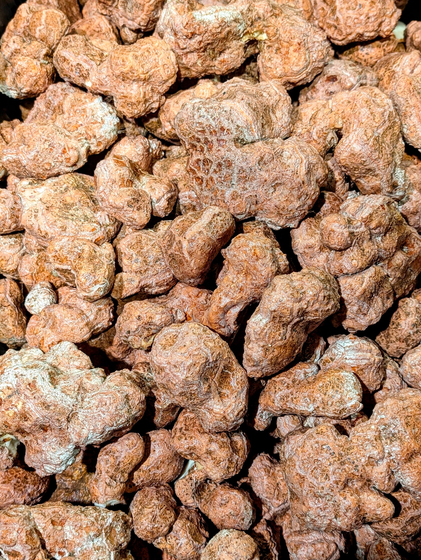 Tiger Milk Mushroom Powder Lignosus rhinocerus sclerotia