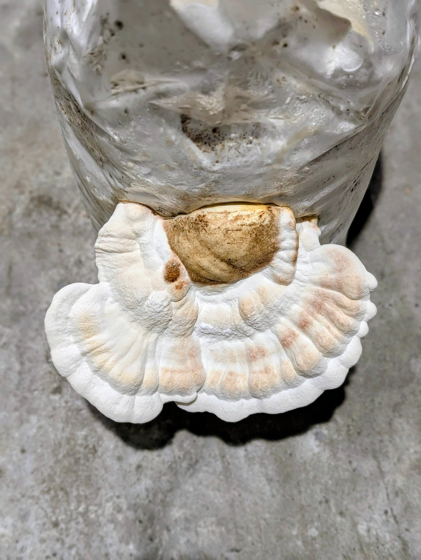 Huaier Mushroom Extract