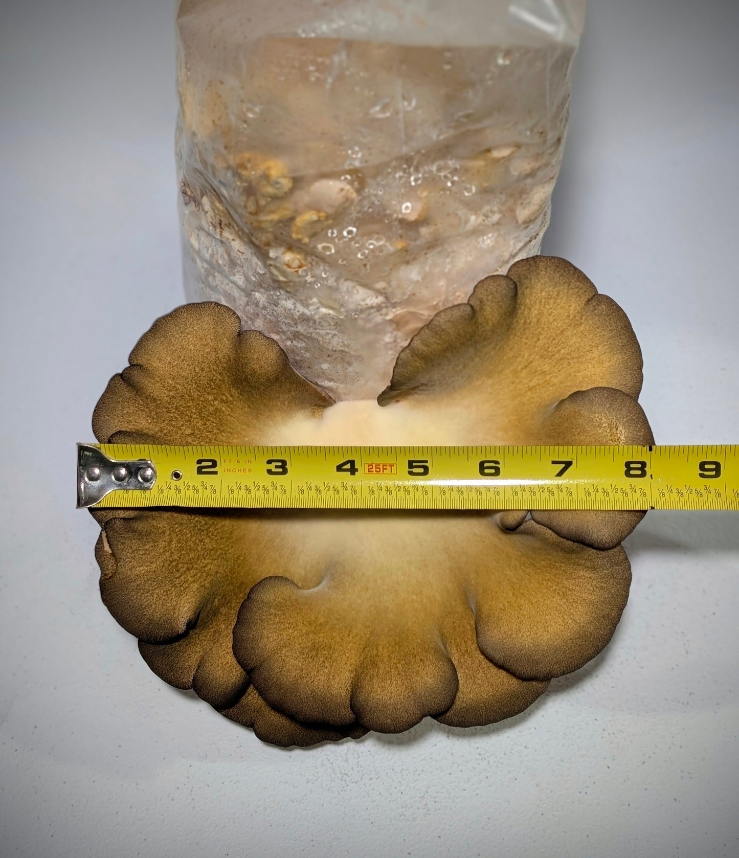 Mukitake Olive Oysterling Sarcomyxa serotina