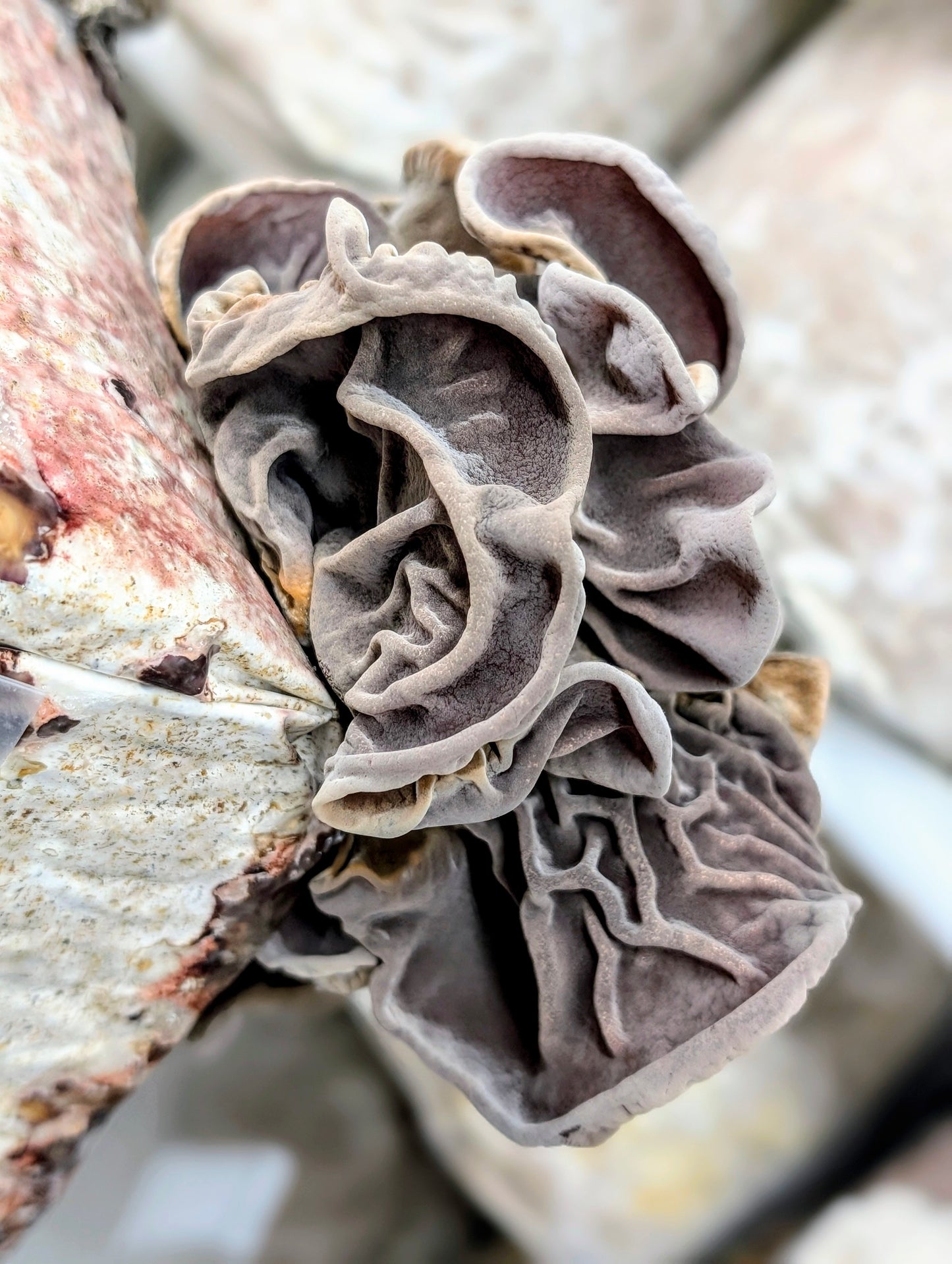 Cloud Ear PF100 Auricularia cornea, polytricha
