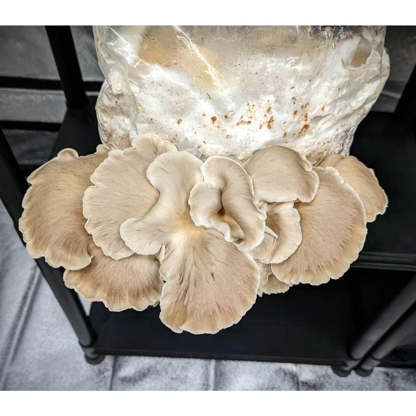 Painted Oyster Pleurotus pulmonarius