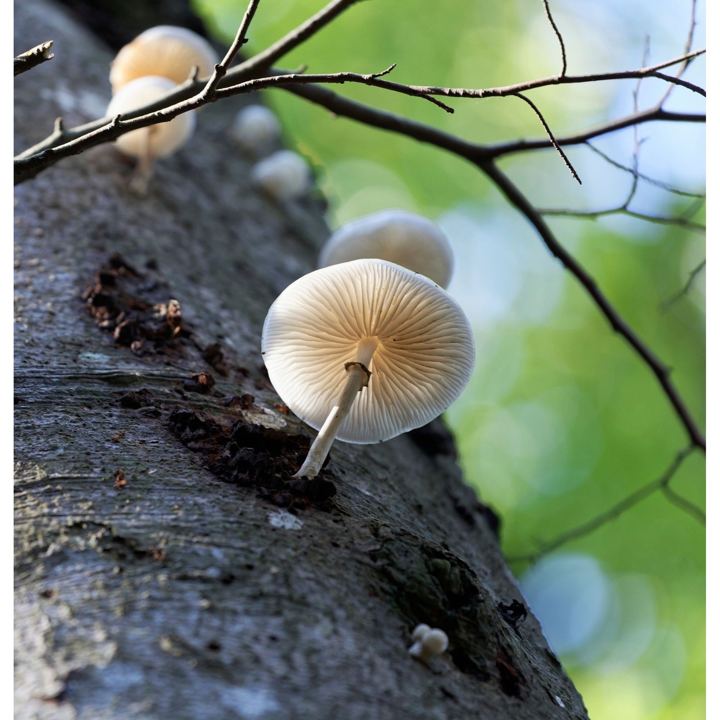 Porcelain Mushroom Oudemansiella canarii