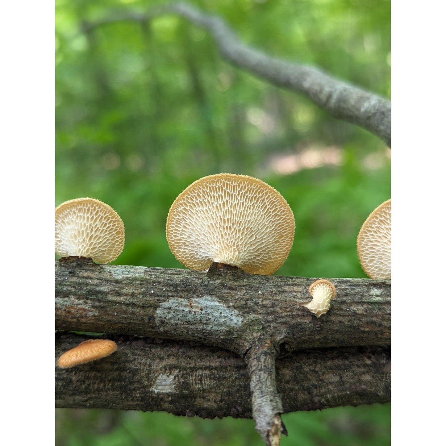 Hexagonal polypore Neofavolus alveolaris americanus complex