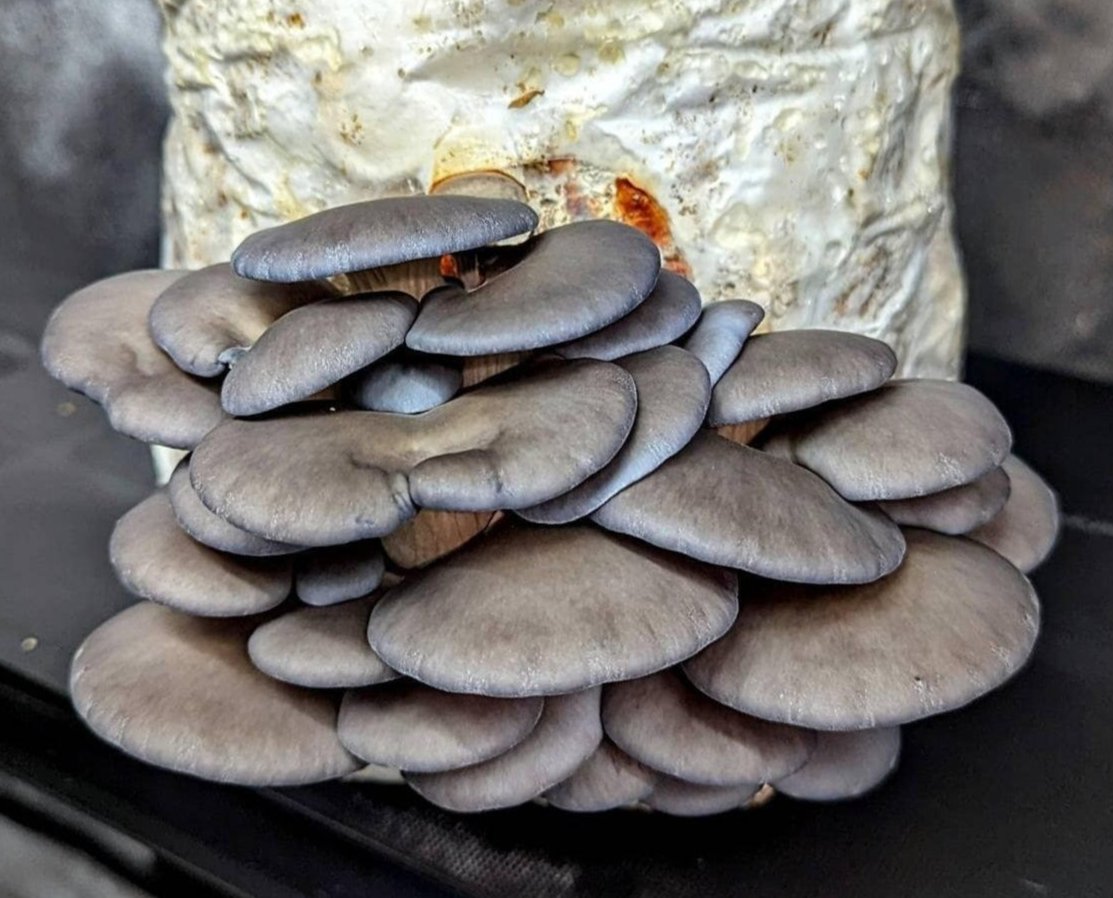 Grey Oyster Mushroom Pleurotus ostreatus