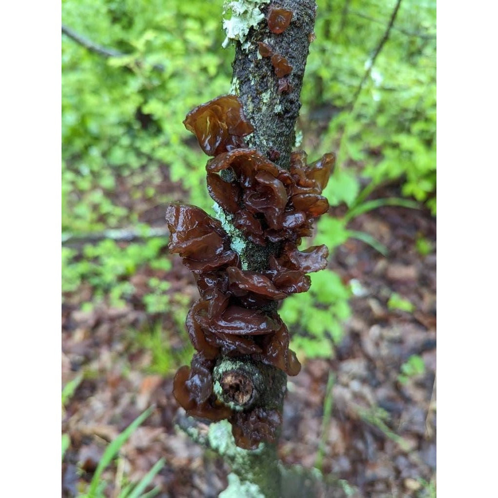 Amber Jelly Roll Mushroom Exidia crenata