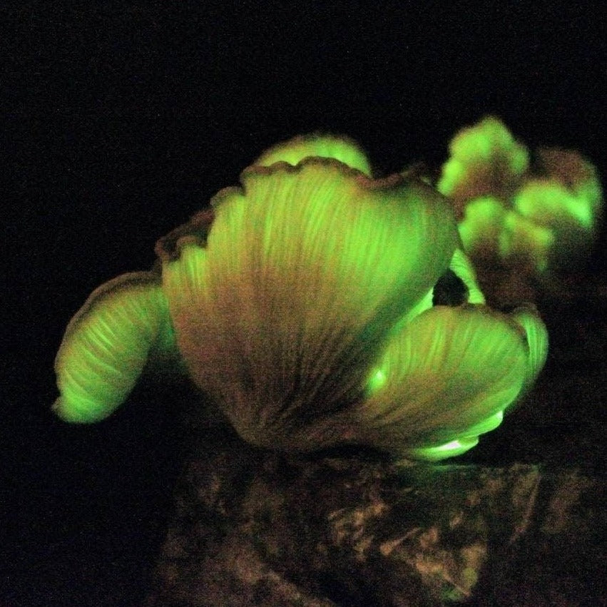 Jack-o'-lantern Bioluminescent Mushroom Omphalotus olearius