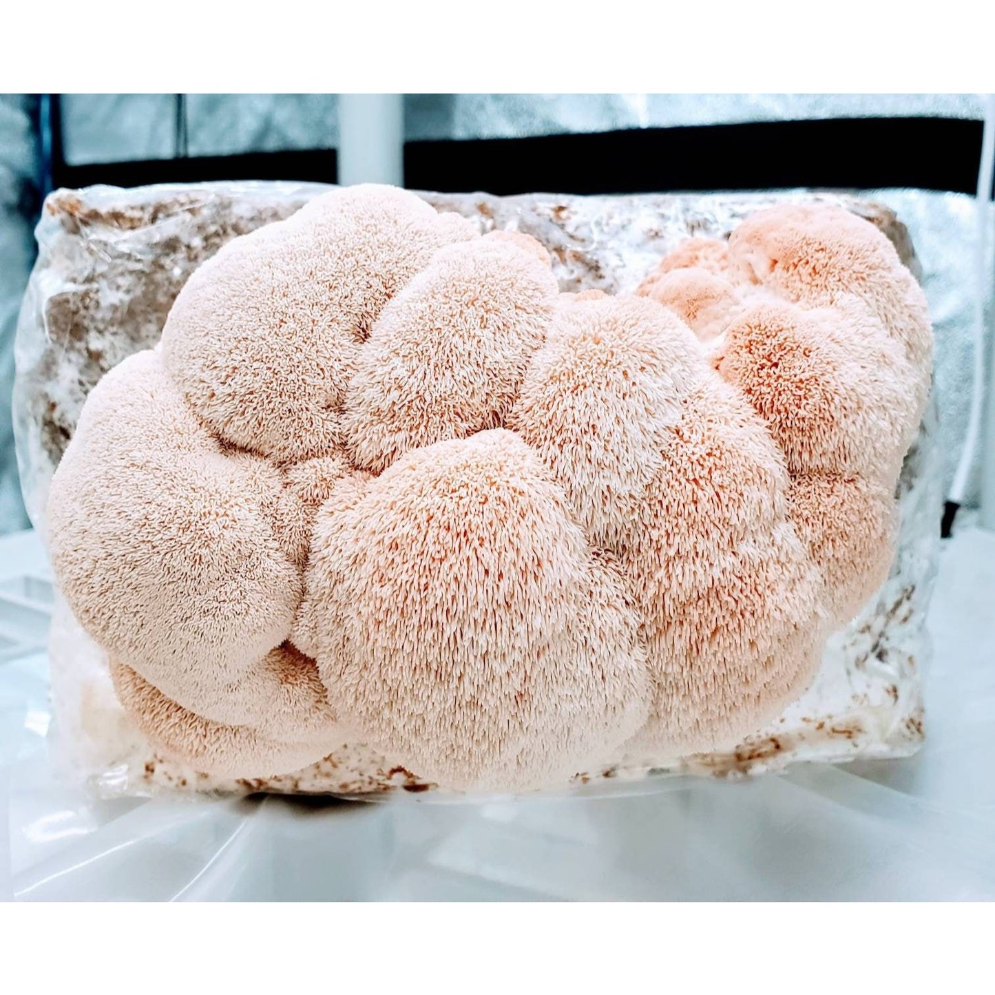 Pink Lion's Mane™ Hericium erinaceus