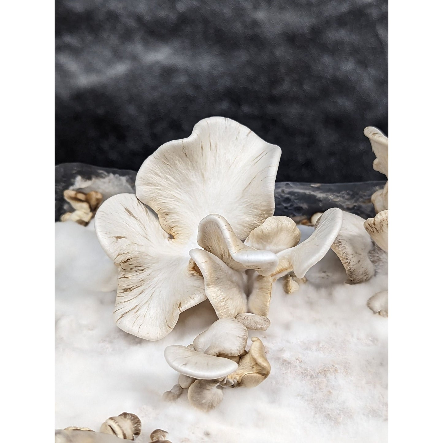 Pleurotus calyptratus VERY RARE SPECIES!
