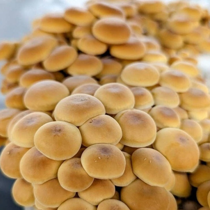 Golden Enoki Mushroom Heat Tolerant Strain Flammulina velutipes