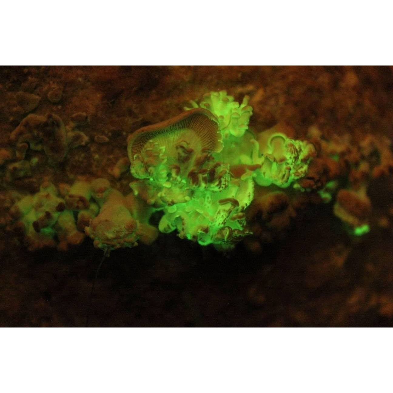 Panellus Stipticus Glow In The Dark Bioluminescent Mushroom
