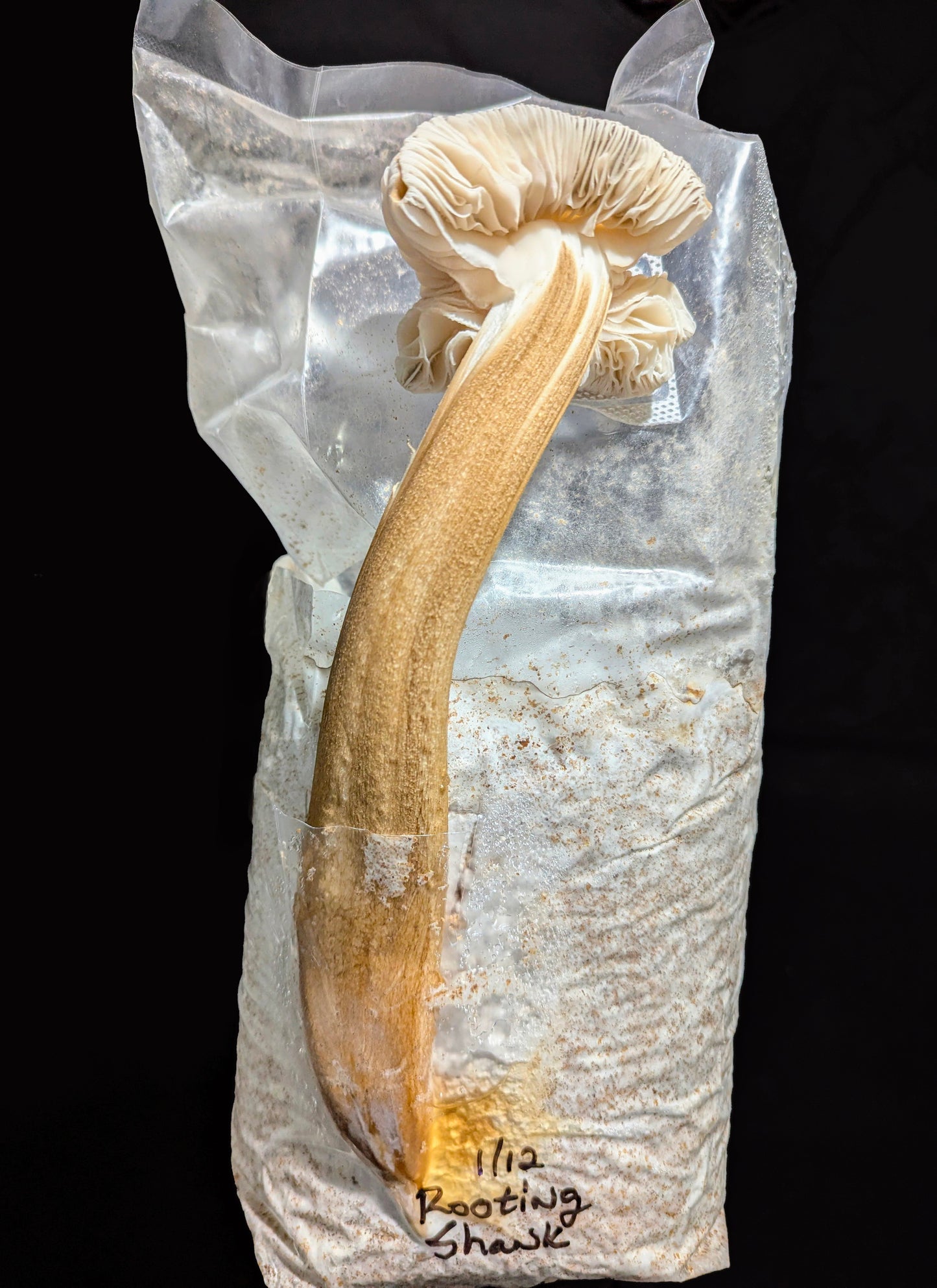 Rooting Shank Hymenopellis radicata