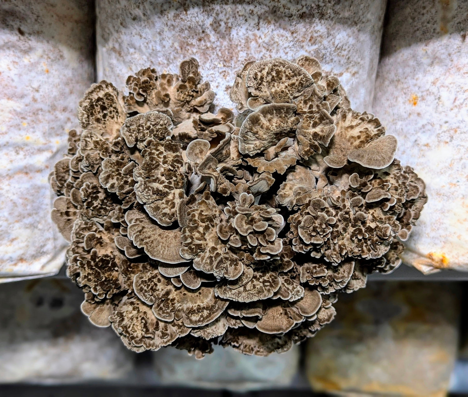 Fresh & Dried Mushrooms