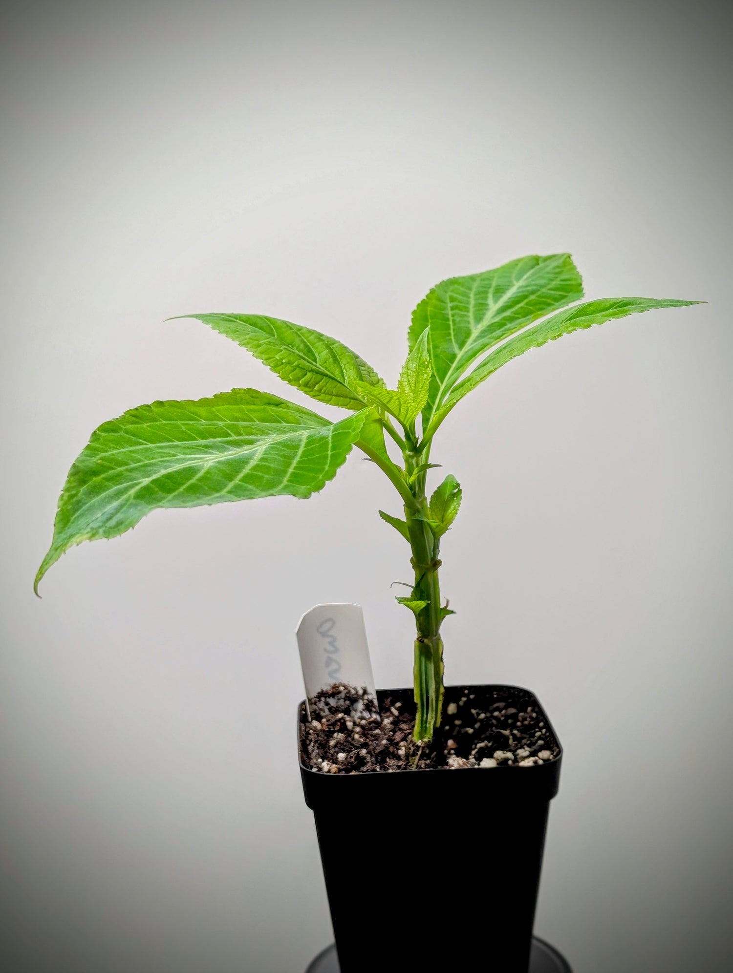 Live Plants - Salvia divinorum