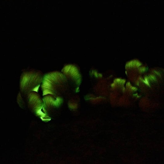 Ghost Fungus Bioluminescent Mushroom Omphalotus nidiformis