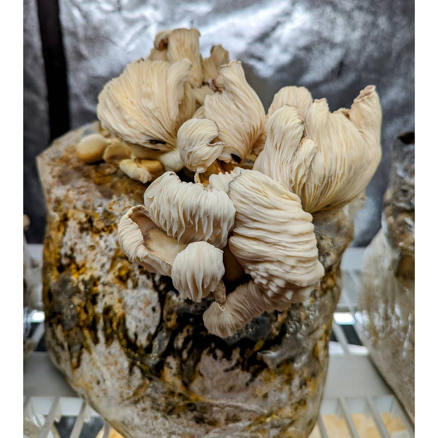 Ghost Fungus Bioluminescent Mushroom Omphalotus nidiformis