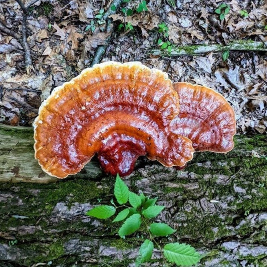 Hemlock Reishi Mushroom Ganoderma tsugae