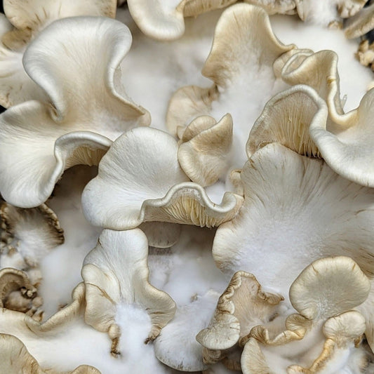 Pleurotus calyptratus VERY RARE SPECIES!