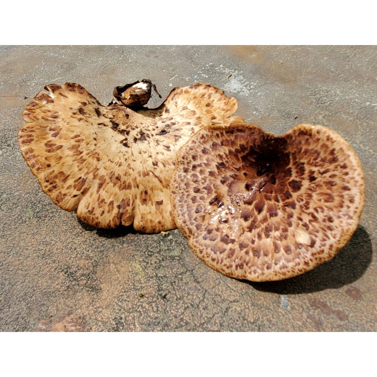 Dryad's saddle Mushroom Cerioporus squamosus