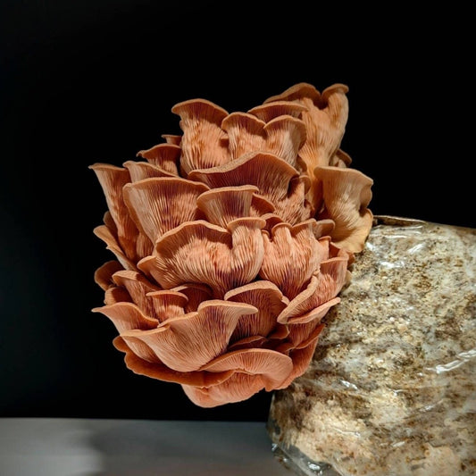 Tropical Pink Oyster Pleurotus djamor