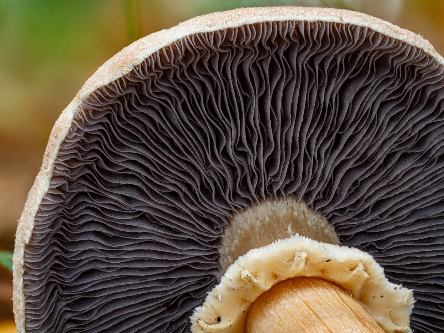 Golden Wine Cap Mushroom Outdoor Grow Kit