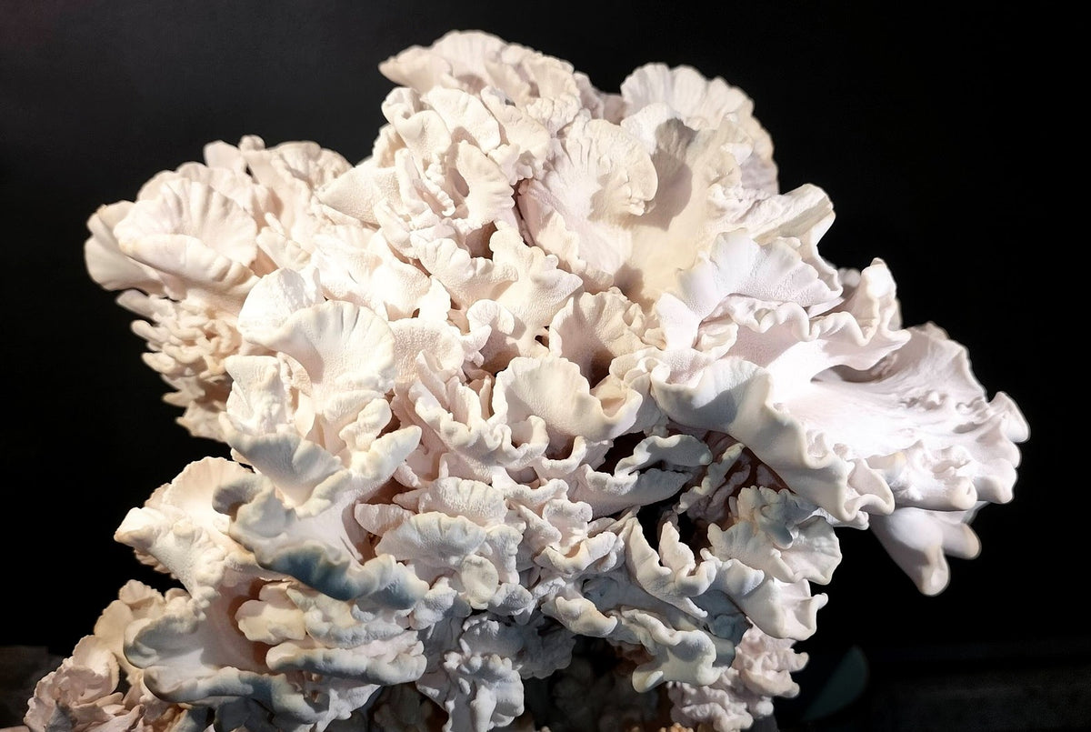 White Maitake Albino Maitake Grifola frondosa