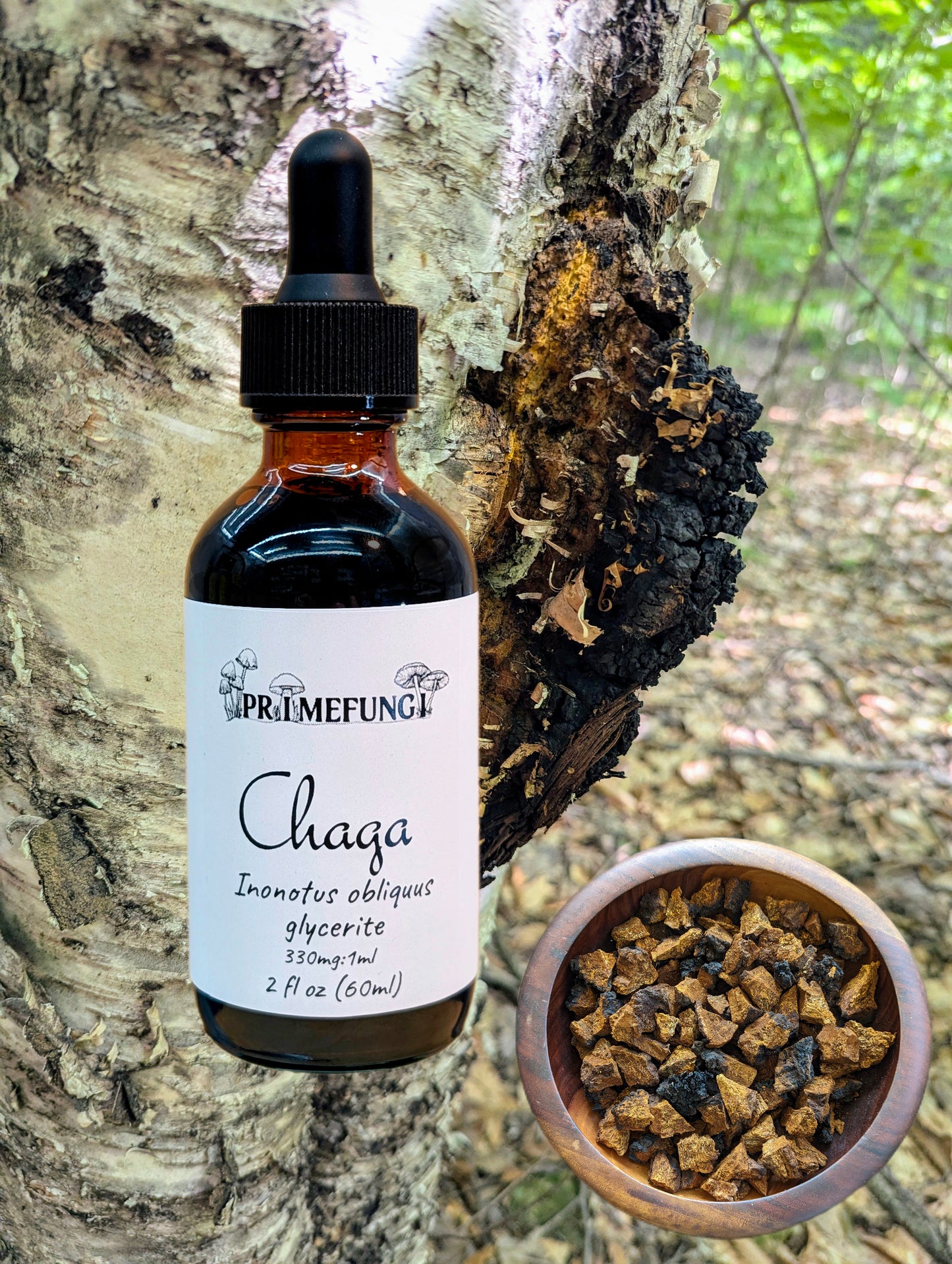 Chaga Mushroom Glycerite Extract | Dual Extracted Inonotus obliquus
