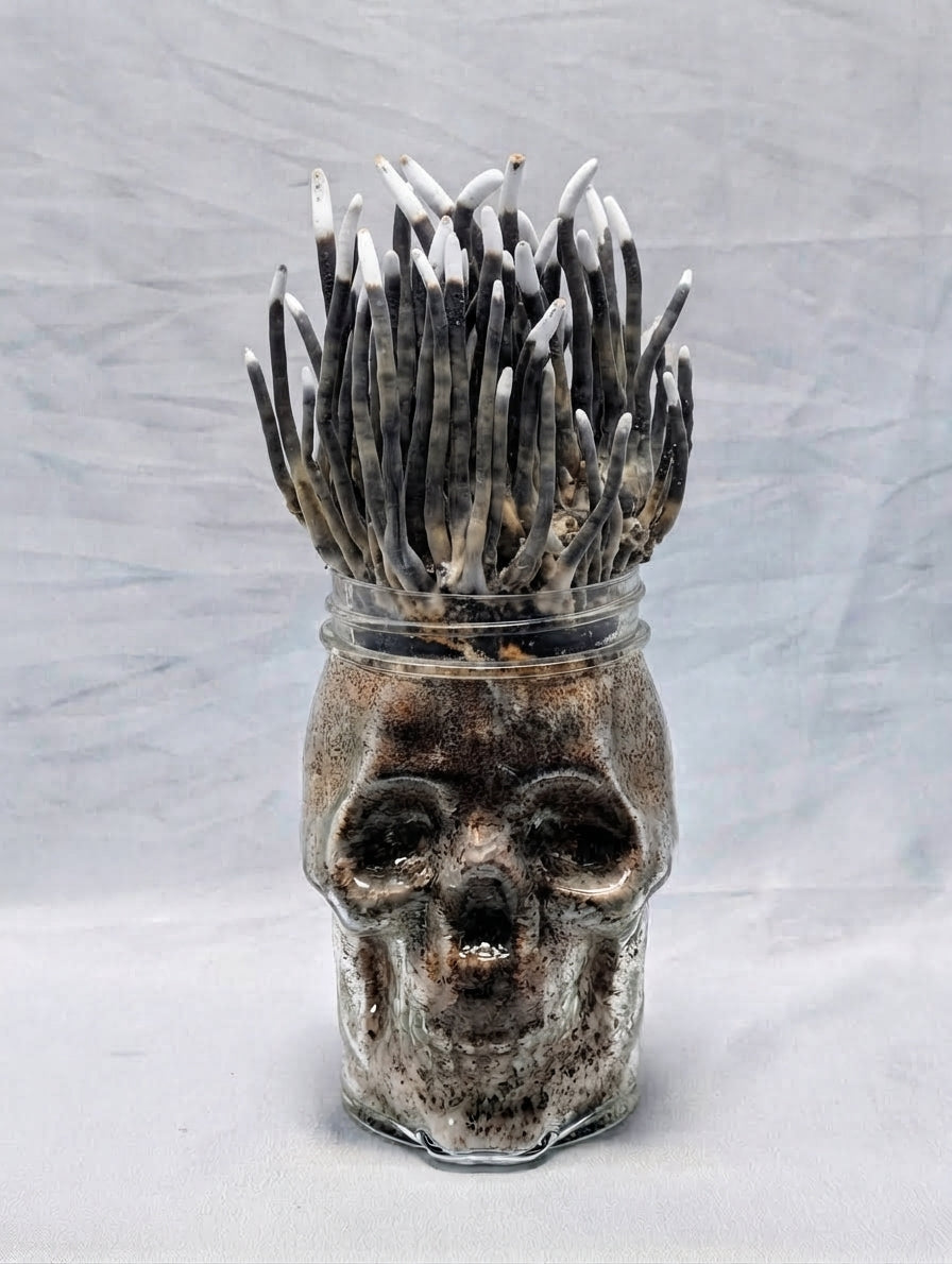 Bleeding Reishi Glass Skull Grow Kit | Amauroderma rugosum