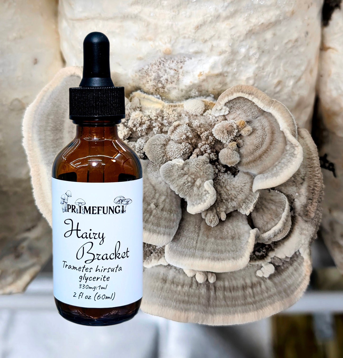 Hairy Bracket Mushroom Extract