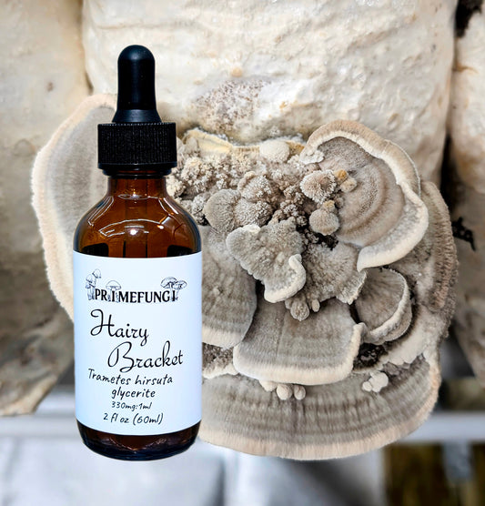 Hairy Bracket Mushroom Extract