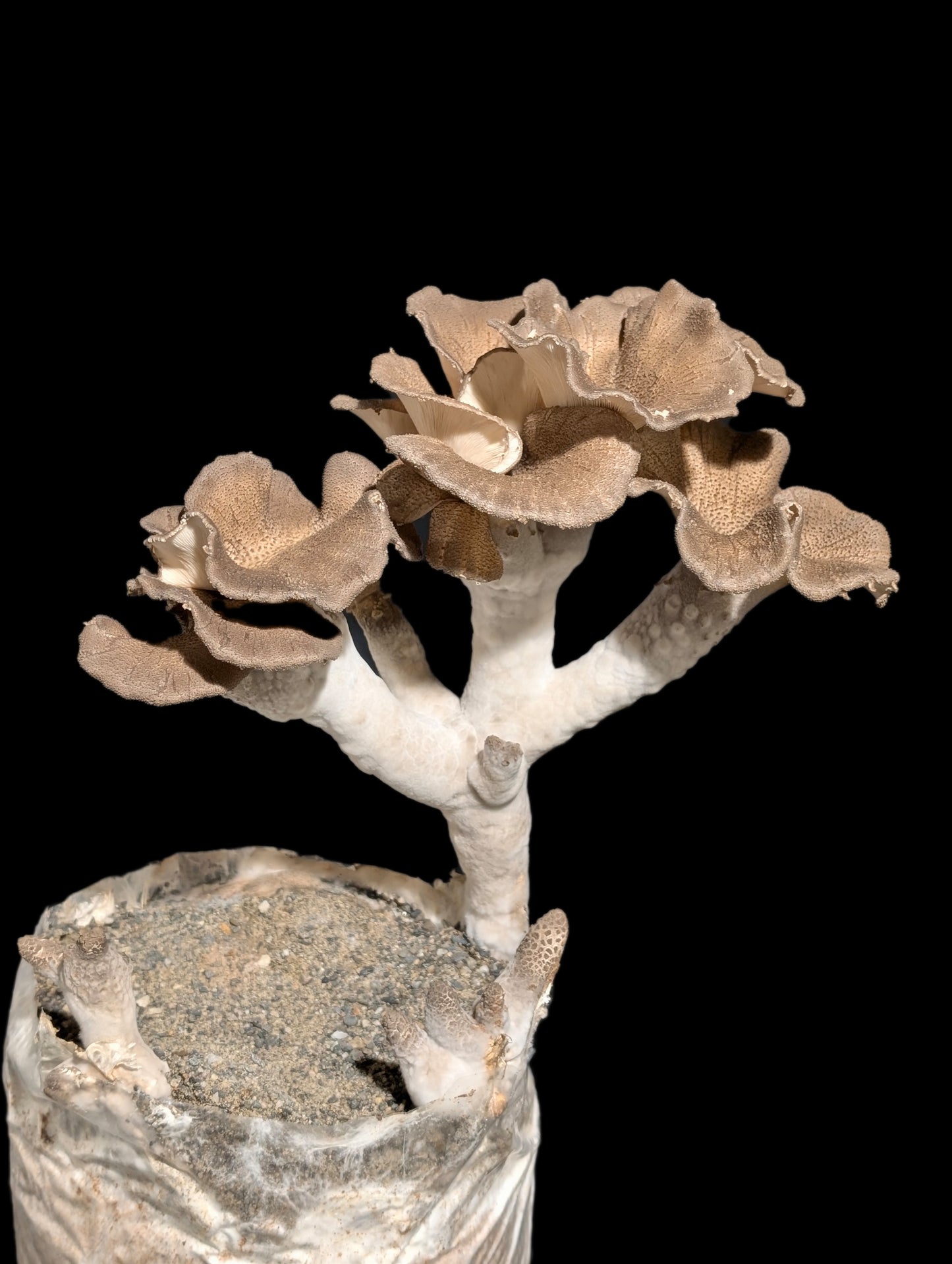 King Tuber Mushroom 3FK Pleurotus tuber-regium