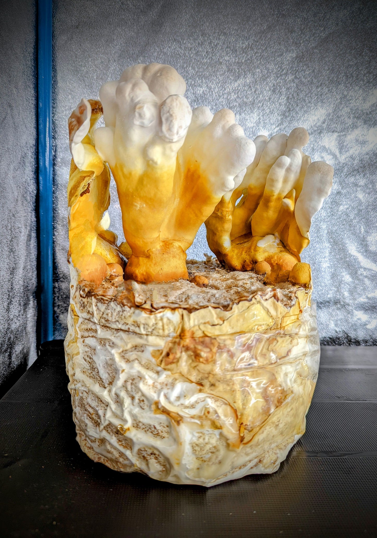 Ganoderma meredithiae