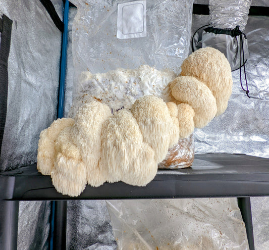 Lions Mane Mushroom Hericium erinaceus