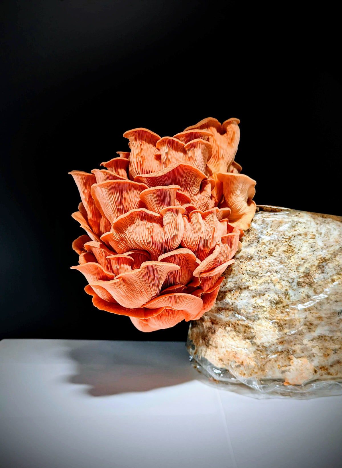 Tropical Pink Oyster Pleurotus djamor