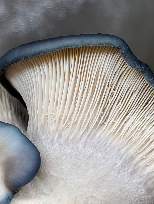 King Blue Oyster Mushroom Pleurotus ostreatus