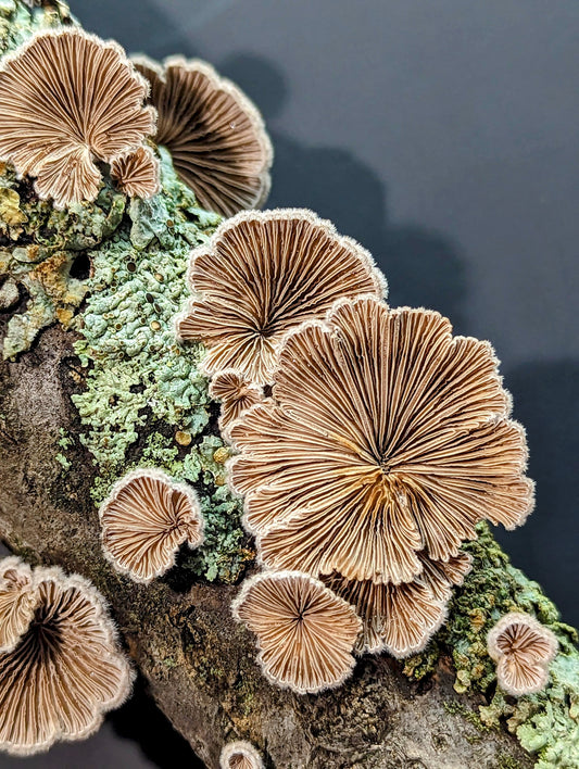 Splitgill Mushroom Schizophyllum commune