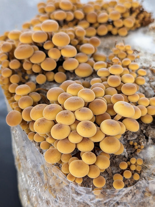 Golden Enoki Mushroom Heat Tolerant Strain Flammulina velutipes