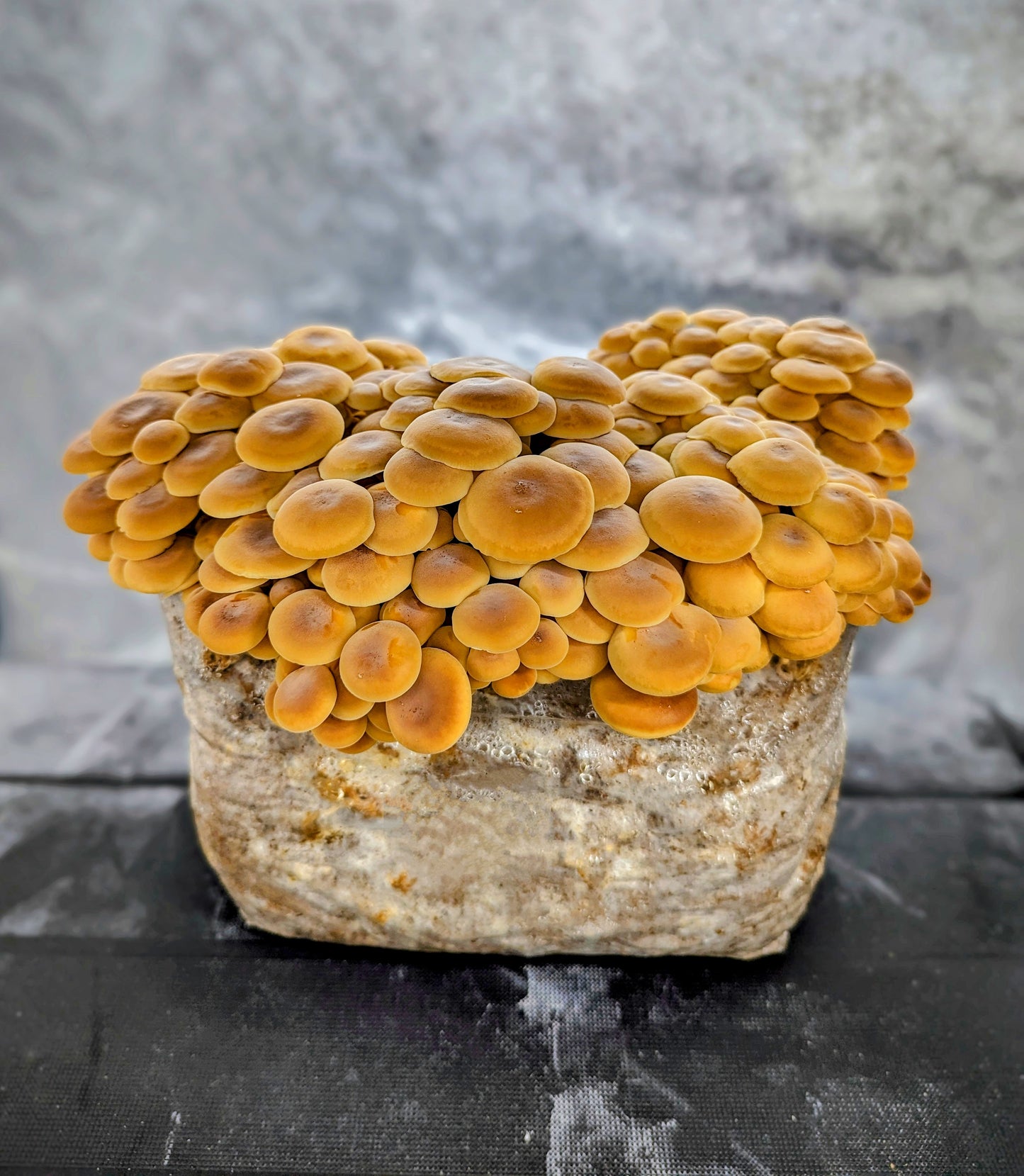 Golden Enoki Mushroom Heat Tolerant Strain Flammulina velutipes