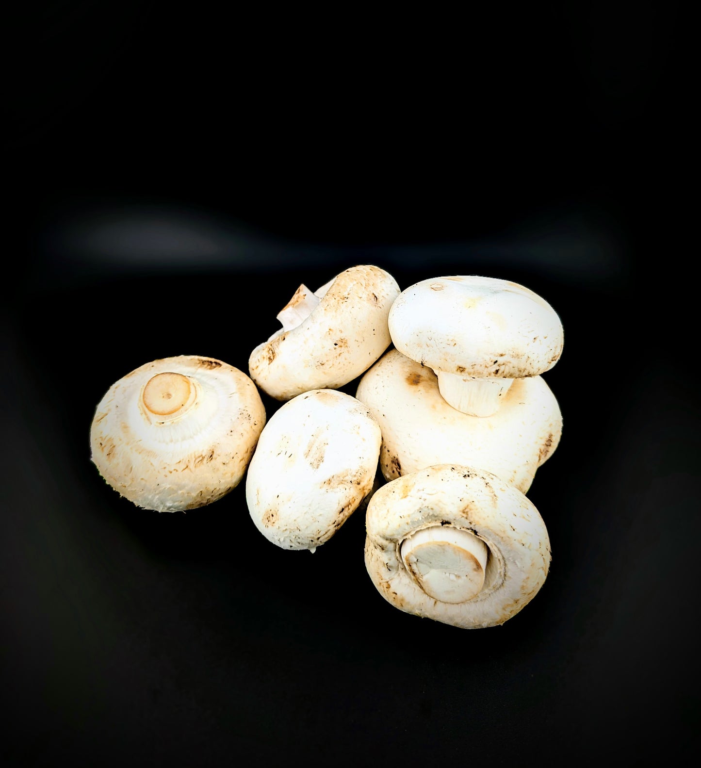 Big White Button Mushroom Agaricus bisporus