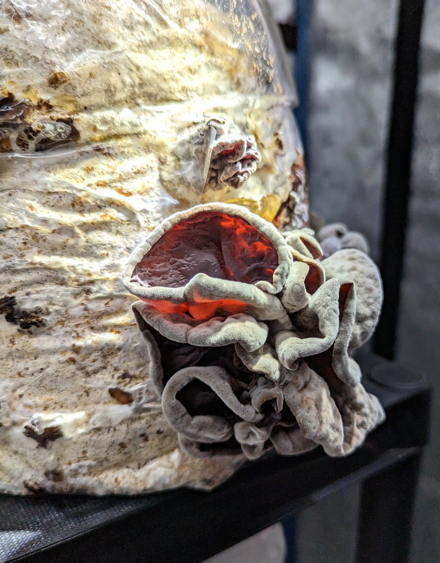 Cloud Ear PF956 Auricularia cornea, polytricha