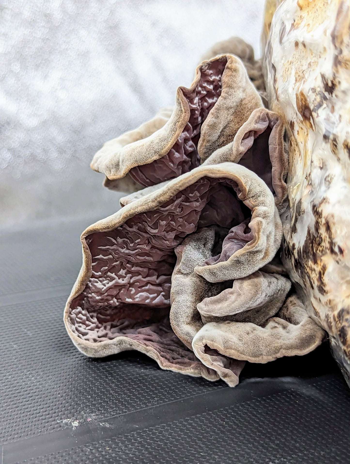 Cloud Ear PF956 Auricularia cornea, polytricha