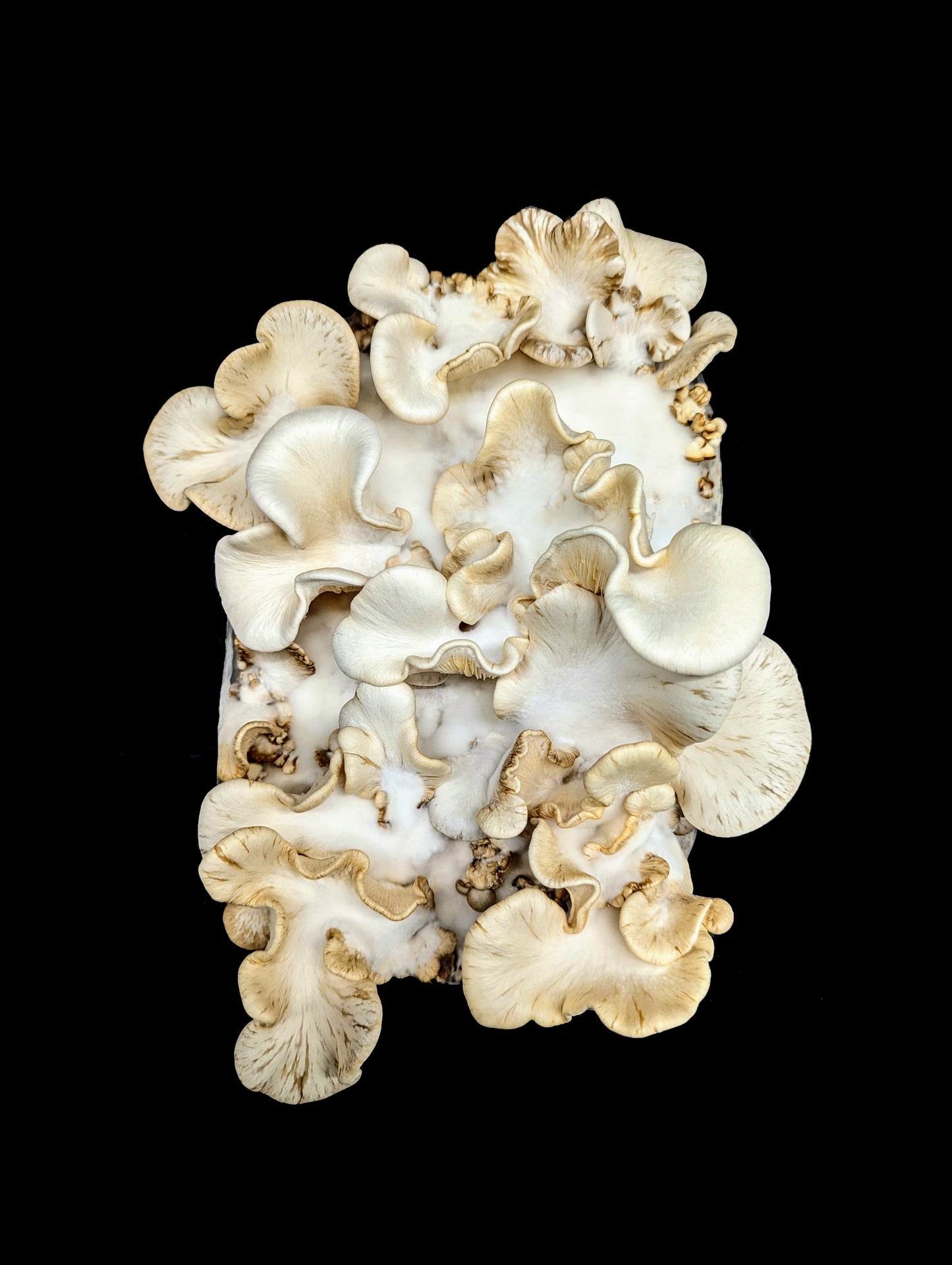 Pleurotus calyptratus VERY RARE SPECIES!