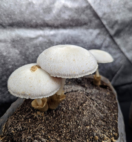 Silky Rosegill Mushroom Volvariella bombycina