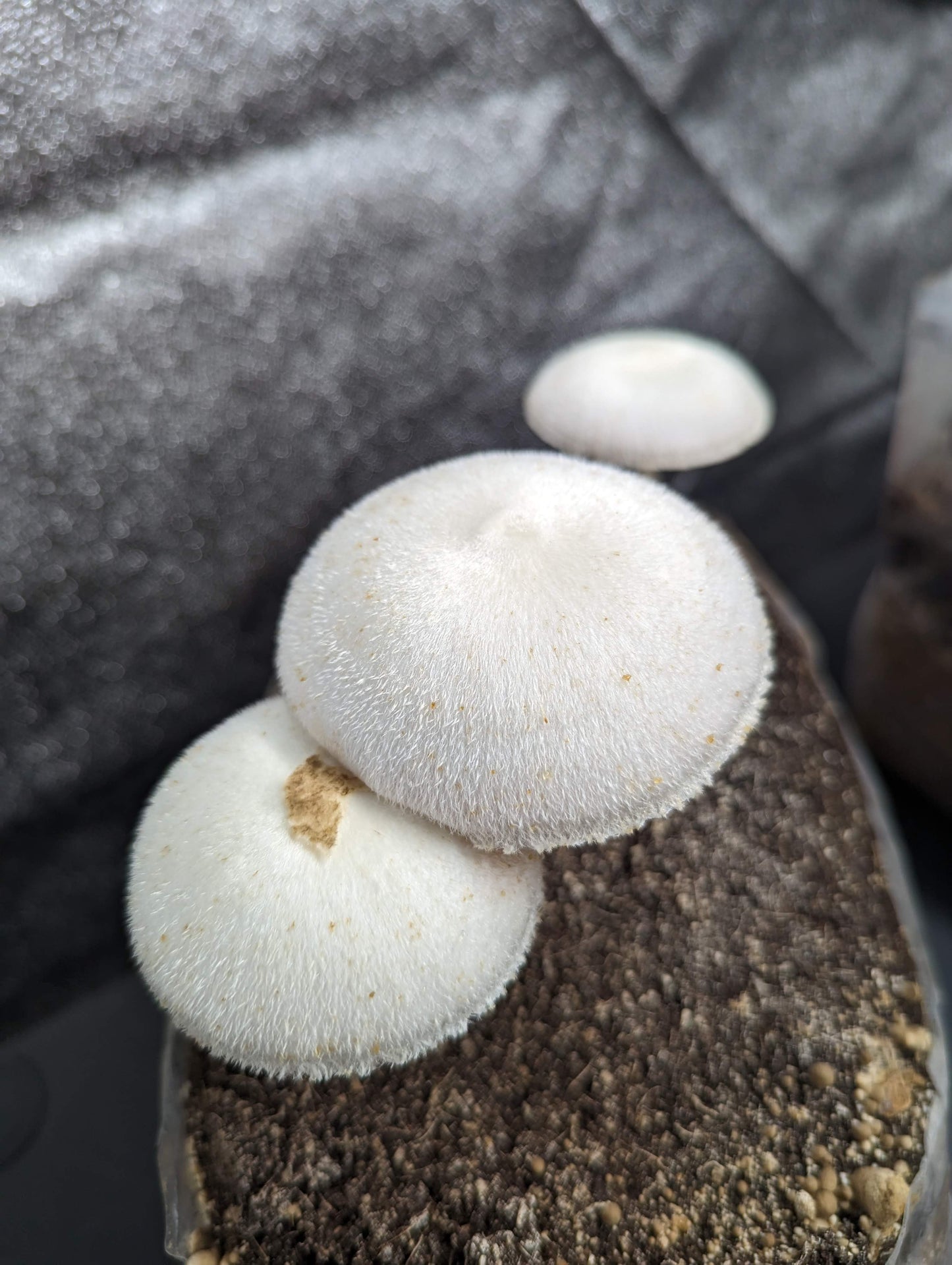 Silky Rosegill Mushroom Volvariella bombycina