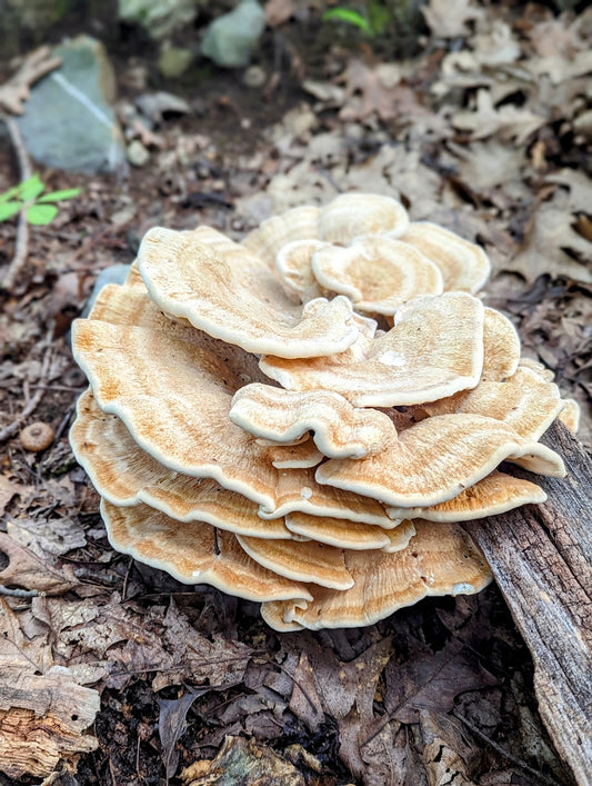 Berkeley's polypore Mushroom Bondarzewia berkeleyi