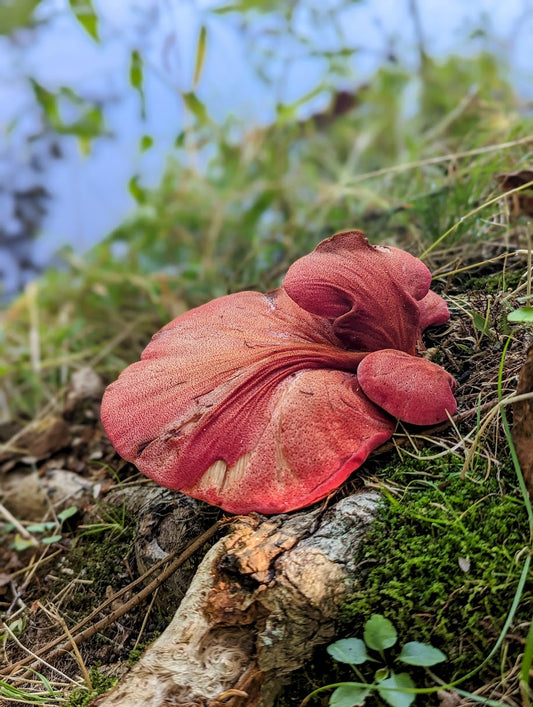 Beefsteak Mushroom Fistulina americana