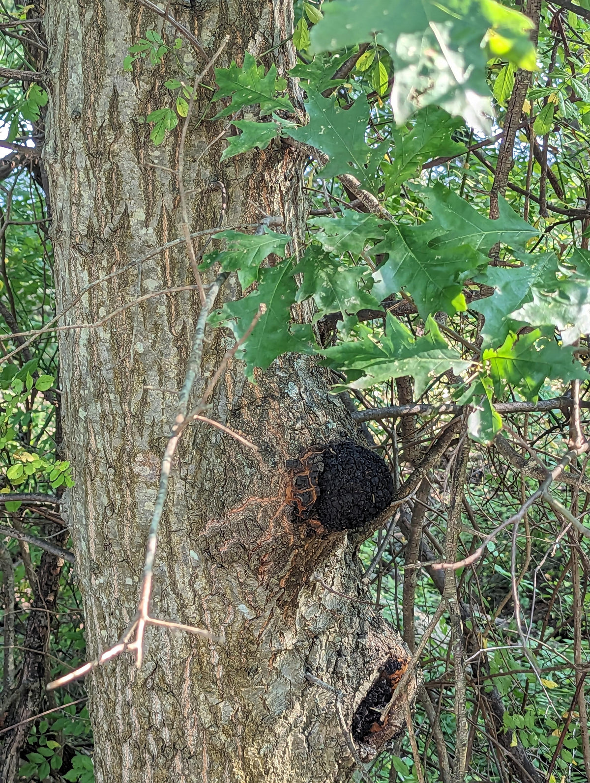 Phellinus everhartii SLANT