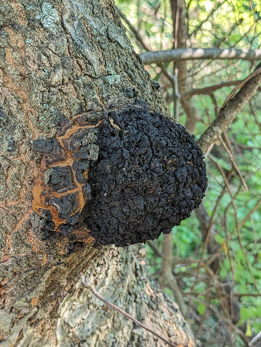 Phellinus everhartii SLANT