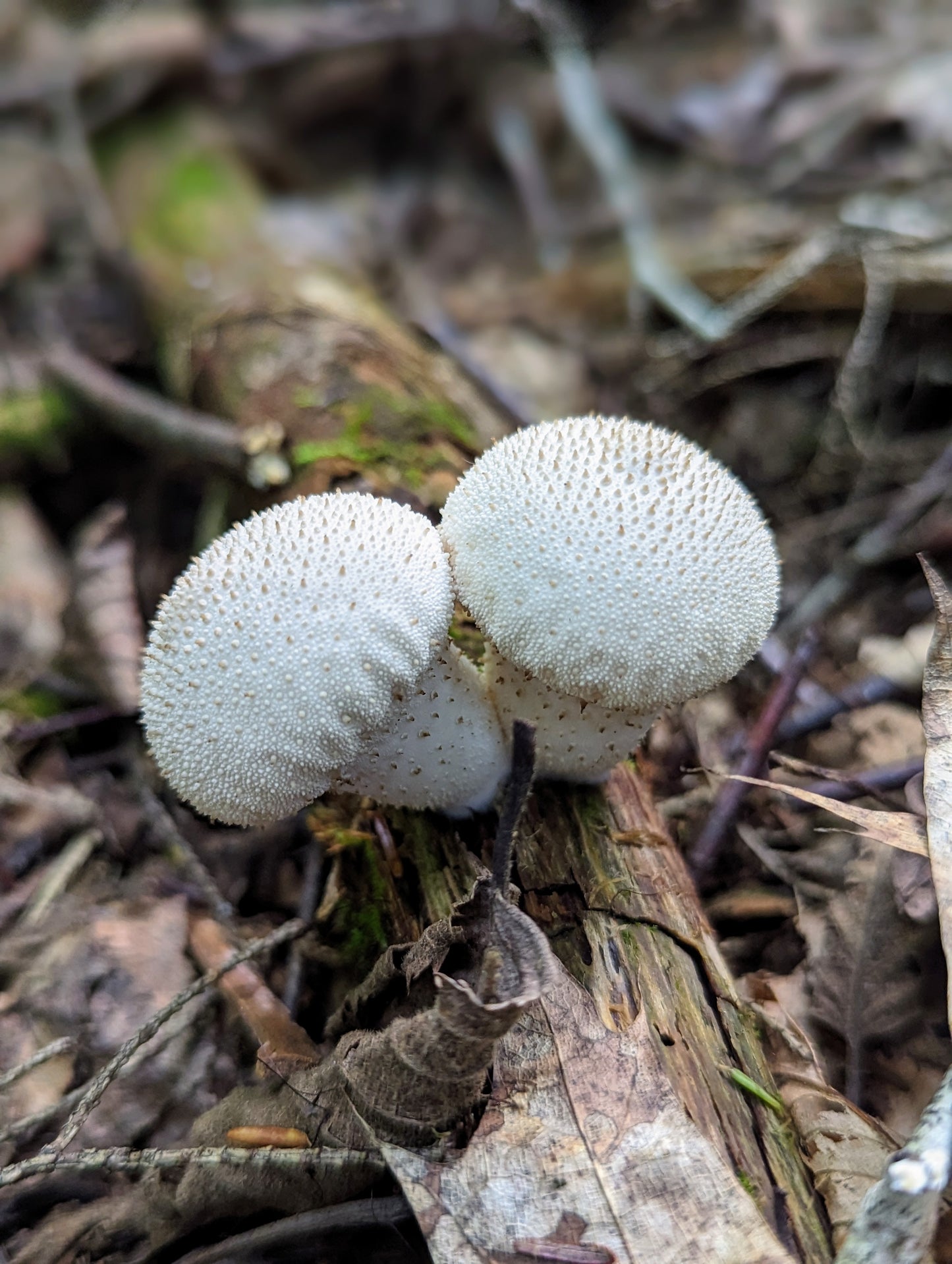 Gem Studded Pear Puffball Lycoperdon perlatum