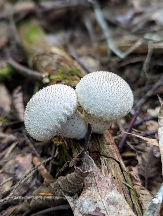 Gem Studded Pear Puffball Lycoperdon perlatum